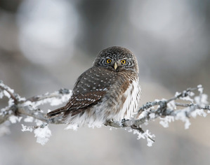 фотография: Совушки. Продолжение. Пятая часть. фото: Совушки. Продолжение. Пятая часть.