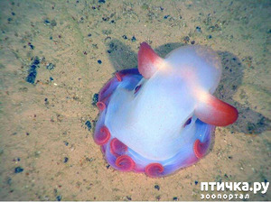 фотография: Хит -парад самых необычных созданий фото: Хит -парад самых необычных созданий