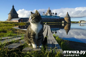 фотография: Пушистое сокровище или откуда на Руси кошки! фото: Пушистое сокровище или откуда на Руси кошки!
