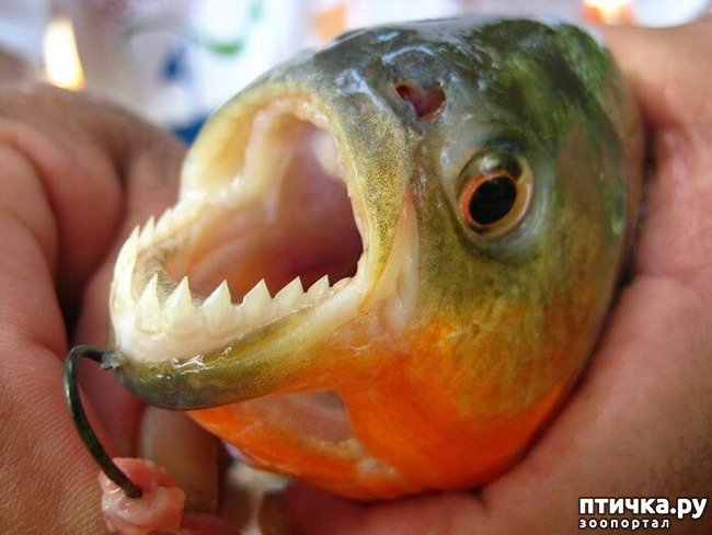 ���� 6: ��� -����� ����� ��������� ��������