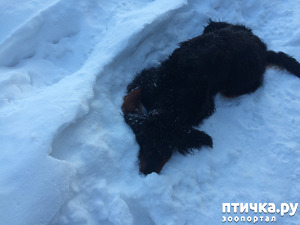 фотография: Мой сеттер-безобразник фото: Мой сеттер-безобразник