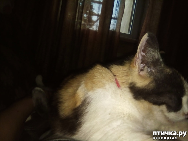 фотография 2: Немного о своих домашних хвостиках фото 2: Немного о своих домашних хвостиках