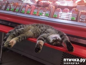 ����: ������������