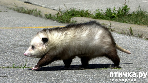 ����: ��� ������� ����� �������