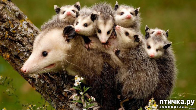 ���� 2: ��� ������� ����� �������