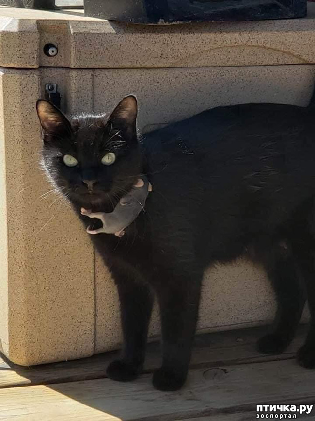 ���� 5: ��� ������� ����� �������