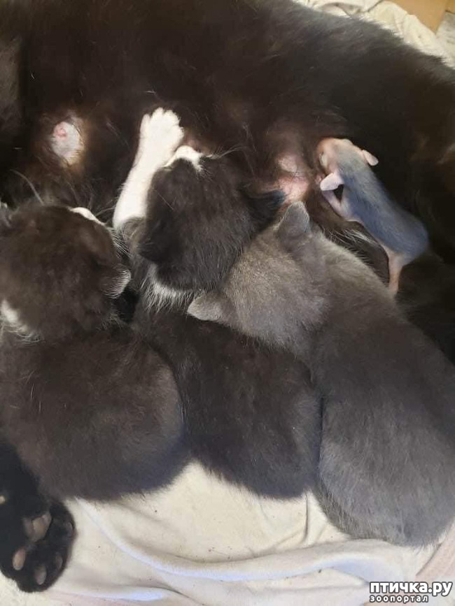 ���� 4: ��� ������� ����� �������