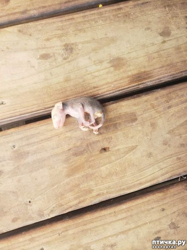 ���� 3: ��� ������� ����� �������