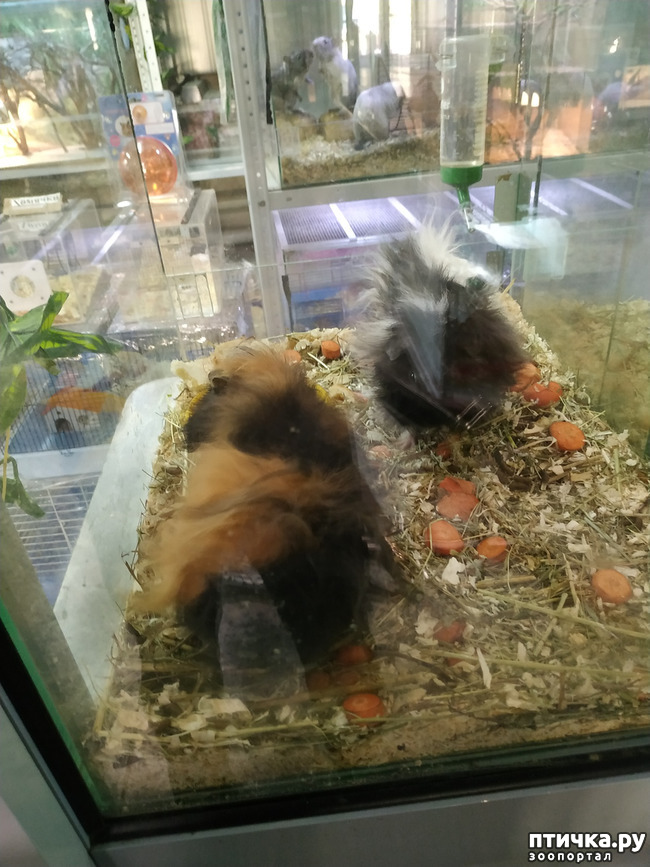 ���� 52: ������������ 3