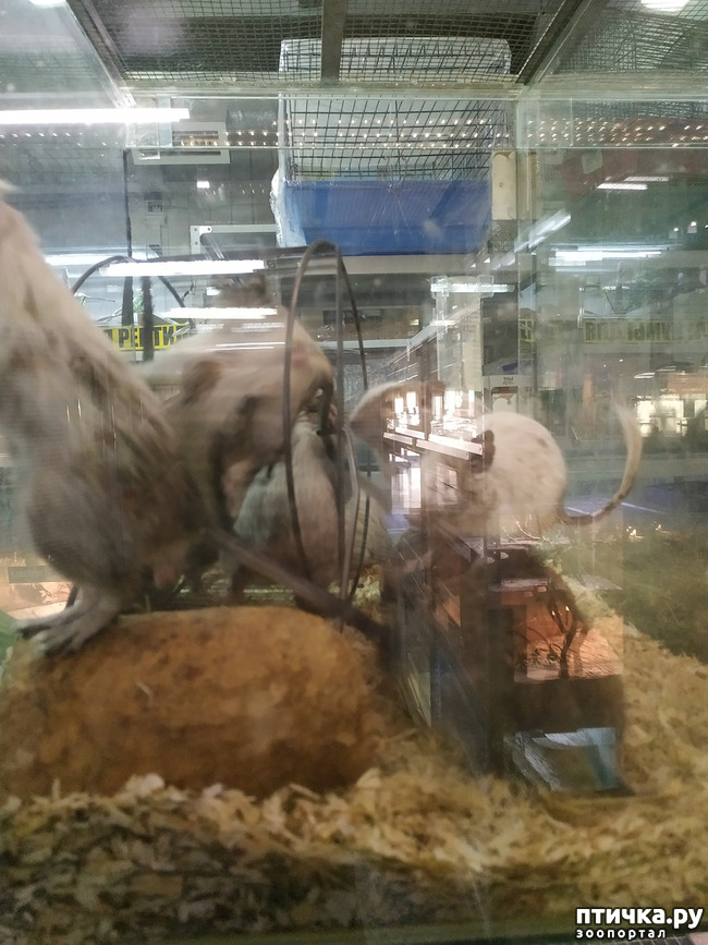 ���� 54: ������������ 3