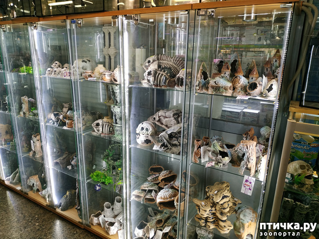 ���� 56: ������������ 3