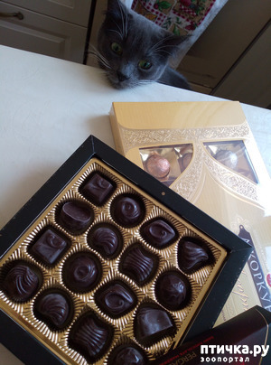 ����: ���-����������