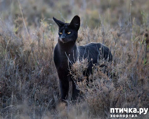 ����: �������� - ������ �������