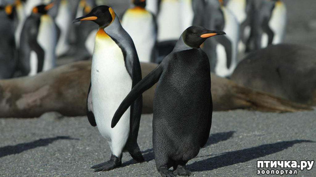 ���� 2: �������� - ������ �������