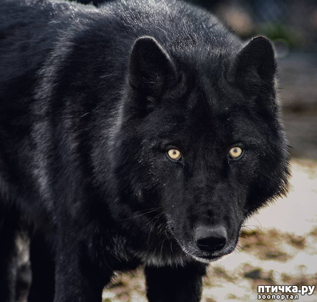 ���� 3: �������� - ������ �������