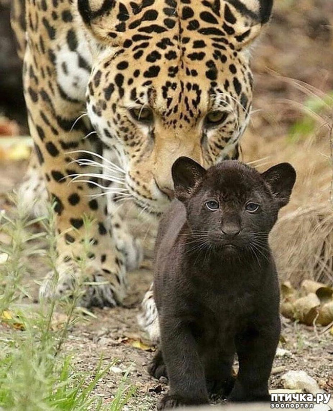 ���� 4: �������� - ������ �������