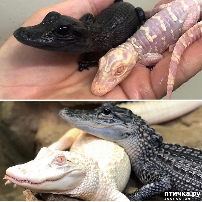 ���� 7: �������� - ������ �������