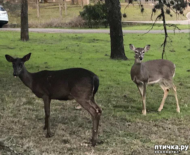 ���� 11: �������� - ������ �������