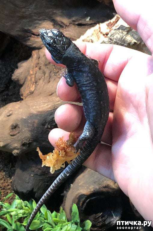 ���� 12: �������� - ������ �������