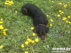 фото: Пёс на желтой поляне