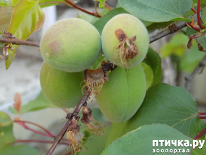 ����: ��, ��� ������ ����...