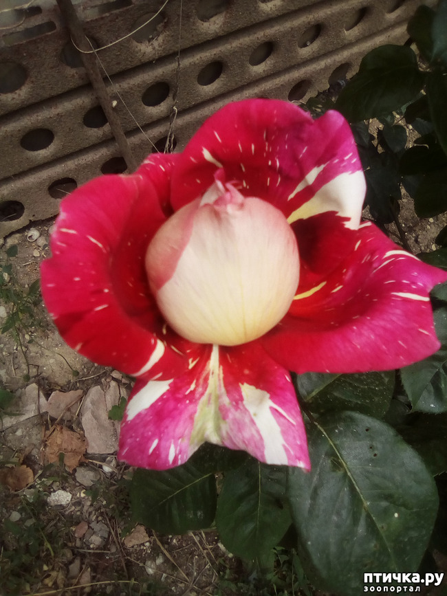 ���� 27: ��, ��� ������ ����...