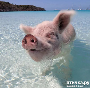 фотография: Чтоб я так жил! фото: Чтоб я так жил!