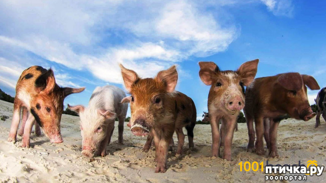 ���� 5: ���� � ��� ���!