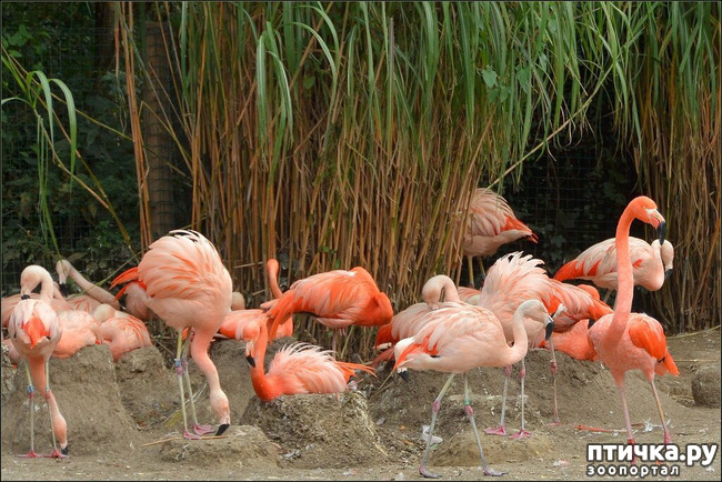 ���� 5: �������� �����������. ������-�������� ���������� ��������