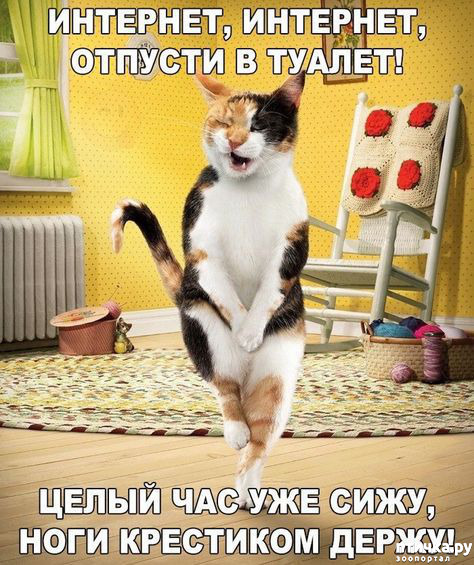Котоматрица. (Смешные коты в нашей жизни!) — обсуждение в группе Кошки |  Птичка.ру