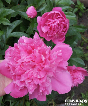 фотография: Для хорошего настроения! фото: Для хорошего настроения!