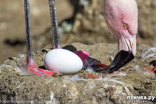 ���� 2: �������� �����������. ������-�������� ���������� ��������