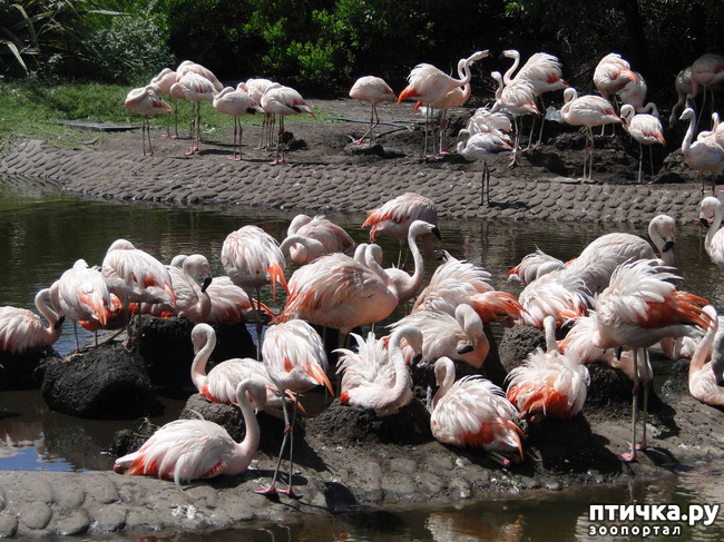 ���� 3: �������� �����������. ������-�������� ���������� ��������