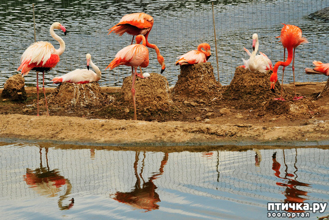 ���� 4: �������� �����������. ������-�������� ���������� ��������