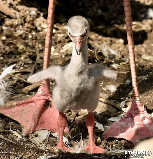 ���� 13: �������� �����������. ������-�������� ���������� ��������