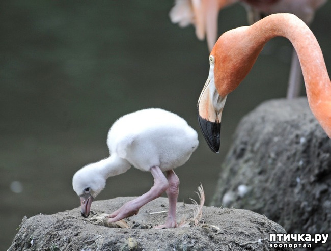 ���� 15: �������� �����������. ������-�������� ���������� ��������