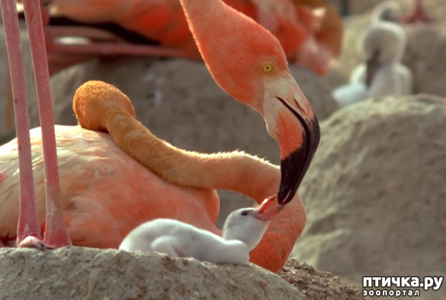 ���� 9: �������� �����������. ������-�������� ���������� ��������