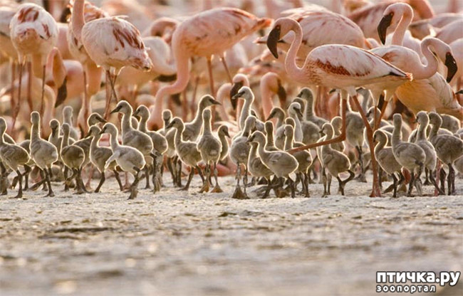 ���� 10: �������� �����������. ������-�������� ���������� ��������