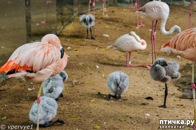 ���� 11: �������� �����������. ������-�������� ���������� ��������