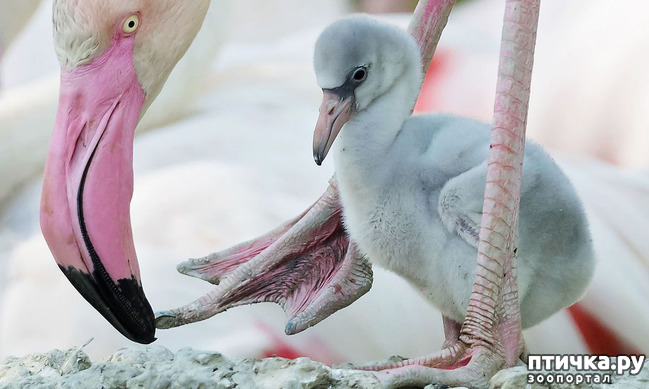 ���� 12: �������� �����������. ������-�������� ���������� ��������