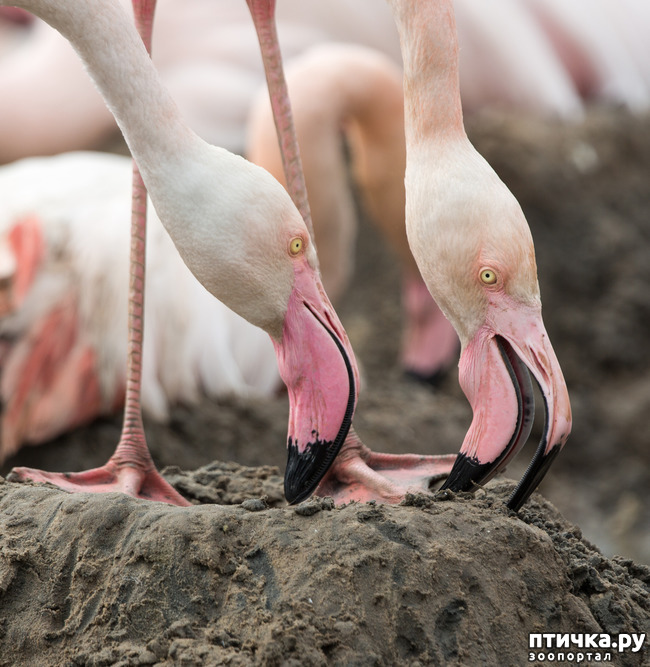 ���� 16: �������� �����������. ������-�������� ���������� ��������