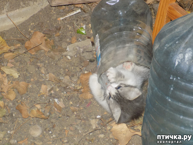 ���� 11: ��� ��� ������ ���������?