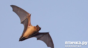 фотография: Мои встречи с летучими мышами фото: Мои встречи с летучими мышами