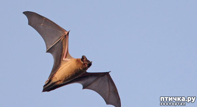 ���� 1: ��� ������� � �������� ������