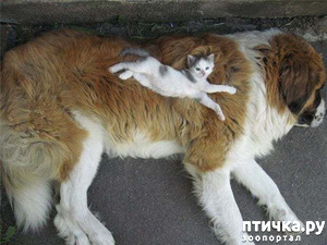 ����: ������