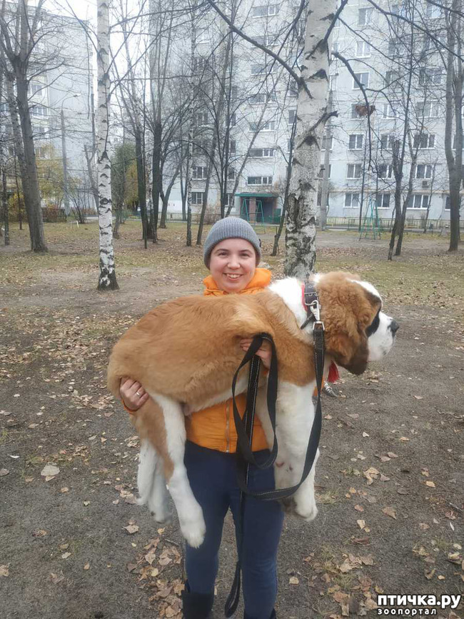 фото 2: "Хочу такого же! "