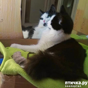 ����: ���� ���, ���������...