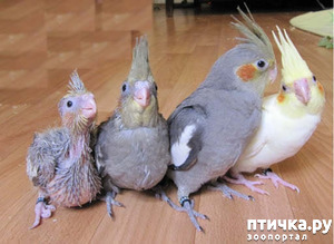 ����: �������� ������ ��Ш�