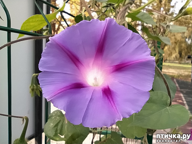 ���� 33: ������ �����