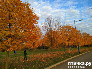 ����: ������� �������